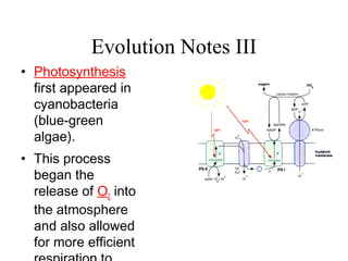 Evolution Notes III
• Photosynthesis
first appeared in
cyanobacteria
(blue-green
algae).
• This process
began the
release of O2 into
the atmosphere
and also allowed
for more efficient
 
