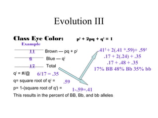 Evolution III
Class Eye Color: p2
+ 2pq + q2
= 1
Example
11 Brown — pq + p2
6 Blue — q2
17 Total
q2
= #/@
q= square root of q2
=
p= 1-(square root of q2
) =
This results in the percent of BB, Bb, and bb alleles
.412
+ 2(.41 *.59)+ .592
.17 + 2(.24) + .35
.17 + .48 + .35
17% BB 48% Bb 35% bb
6/17 = .35
.59
1-.59=.41
 