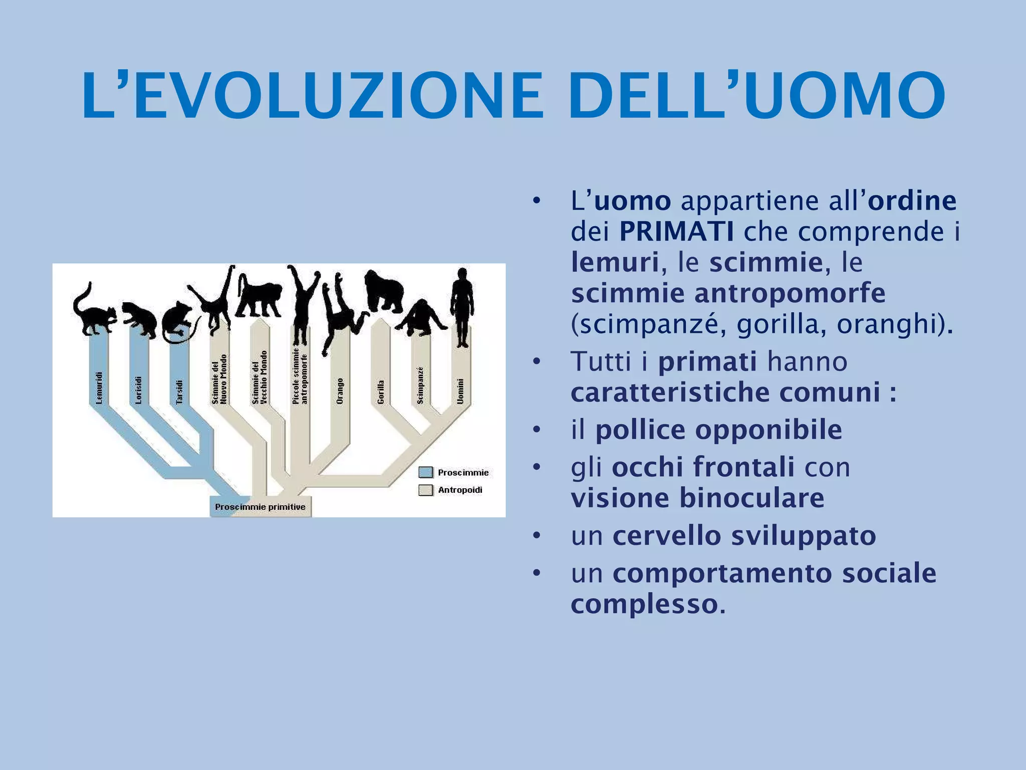 Biologia per il liceo/Le piante senza semi - Wikibooks, manuali e libri di  testo liberi, image size:2048x1536