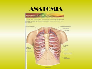 Torax Ex 2 examen de torax | PPT