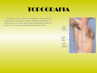 Torax Ex 2 examen de torax | PPT