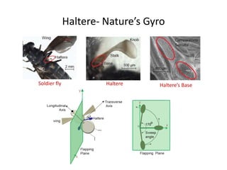 Haltere- Nature’s Gyro
Soldier fly Haltere Haltere’s Base
 
