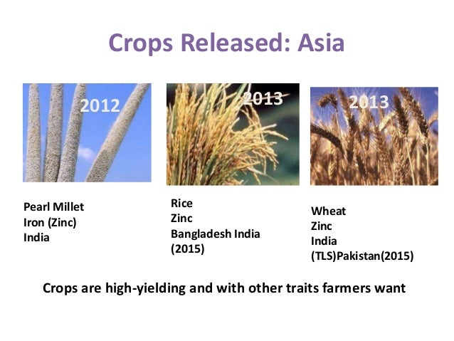 biofortified crops ppt irri crops ppt
