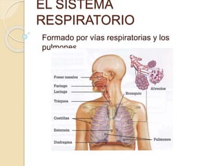 EL SISTEMA
RESPIRATORIO
Formado por vías respiratorias y los
pulmones.
 