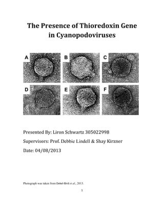 1
The Presence of Thioredoxin Gene
in Cyanopodoviruses
Presented By: Liron Schwartz 305022998
Supervisors: Prof. Debbie Lindell & Shay Kirzner
Date: 04/08/2013
Photograph was taken from Dekel-Bird et al., 2013.
 