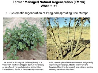 Farmer Managed Natural Regeneration (FMNR)
What it is?
• Systematic regeneration of living and sprouting tree stumps.
This ‘shrub’ is actually the sprouting stump of a
tree which has been chopped down. Few forestry
or agro-forestry projects take into account the
tremendous potential of these existing resources
After just one year the numerous stems are growing
vigorously and straight. Ideally, one or two are
harvested from the clump each year, always leaving
new regrowth to replace them.
 