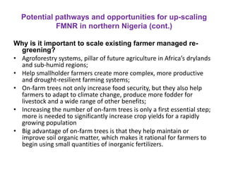 Potential pathways and opportunities for up-scaling
FMNR in northern Nigeria (cont.)
Why is it important to scale existing farmer managed re-
greening?
• Agroforestry systems, pillar of future agriculture in Africa’s drylands
and sub-humid regions;
• Help smallholder farmers create more complex, more productive
and drought-resilient farming systems;
• On-farm trees not only increase food security, but they also help
farmers to adapt to climate change, produce more fodder for
livestock and a wide range of other benefits;
• Increasing the number of on-farm trees is only a first essential step;
more is needed to significantly increase crop yields for a rapidly
growing population
• Big advantage of on-farm trees is that they help maintain or
improve soil organic matter, which makes it rational for farmers to
begin using small quantities of inorganic fertilizers.
 