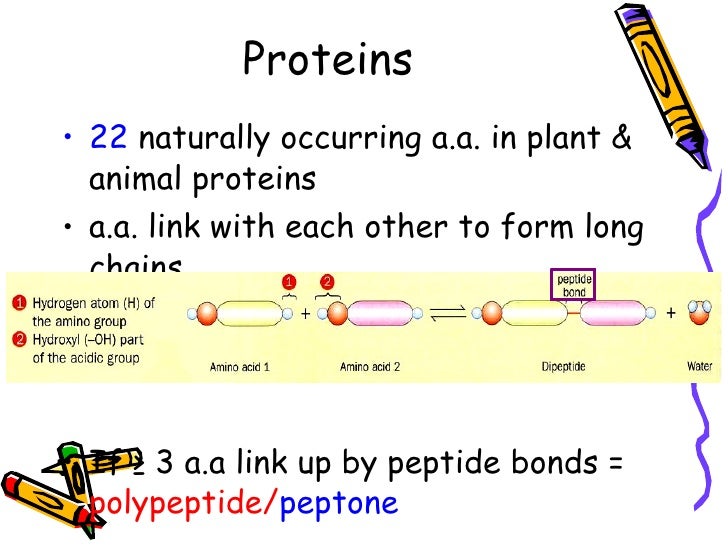 Chapter 4 Nutrients Lesson 2 - Fats and proteins