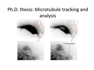 Ph.D. thesis: Microtubule tracking and
analysis
5
 
