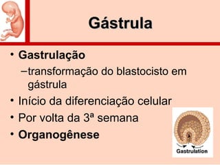 GástrulaGástrula
• Gastrulação
–transformação do blastocisto em
gástrula
• Início da diferenciação celular
• Por volta da 3ª semana
• Organogênese
 