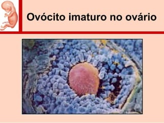Ovócito imaturo no ovário
 
