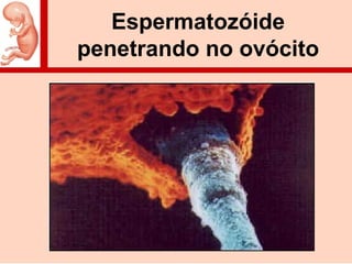 Espermatozóide
penetrando no ovócito
 