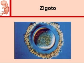 Zigoto
 