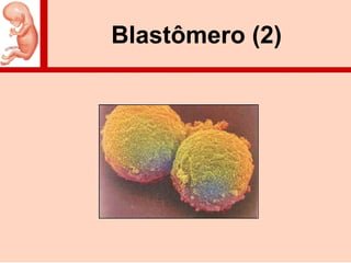 Blastômero (2)
 