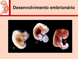 Desenvolvimento embrionário
 