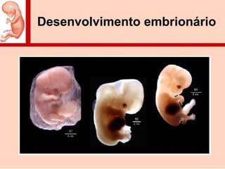 Desenvolvimento embrionário
 