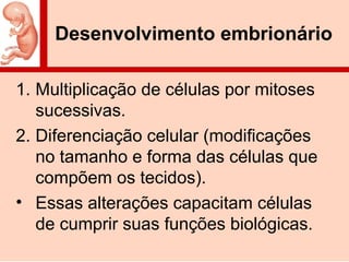 Desenvolvimento embrionário
1. Multiplicação de células por mitoses
sucessivas.
2. Diferenciação celular (modificações
no tamanho e forma das células que
compõem os tecidos).
• Essas alterações capacitam células
de cumprir suas funções biológicas.
 