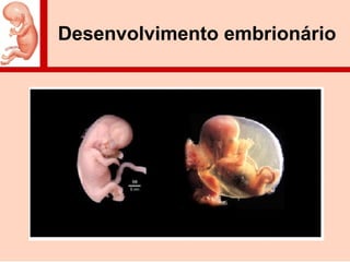 Desenvolvimento embrionário
 