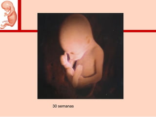 30 semanas
 