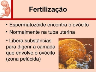 Fertilização
• Espermatozóide encontra o ovócito
• Normalmente na tuba uterina
• Libera substâncias
para digerir a camada
que envolve o ovócito
(zona pelúcida)
 