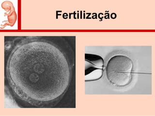 Fertilização
 