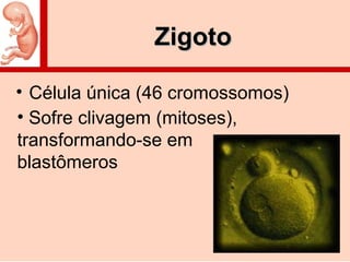 ZigotoZigoto
• Célula única (46 cromossomos)
• Sofre clivagem (mitoses),
transformando-se em
blastômeros
 