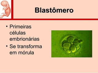 BlastômeroBlastômero
• Primeiras
células
embrionárias
• Se transforma
em mórula
 