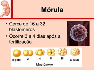 MórulaMórula
• Cerca de 16 a 32
blastômeros
• Ocorre 3 a 4 dias após a
fertilização
 