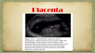 Placenta
 