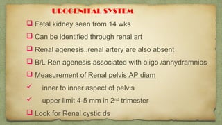  Fetal kidney seen from 14 wks
 Can be identified through renal art
 Renal agenesis..renal artery are also absent
 B/L Ren agenesis associated with oligo /anhydramnios
 Measurement of Renal pelvis AP diam
 inner to inner aspect of pelvis
 upper limit 4-5 mm in 2nd
trimester
 Look for Renal cystic ds
UROGENITAL SYSTEM
 