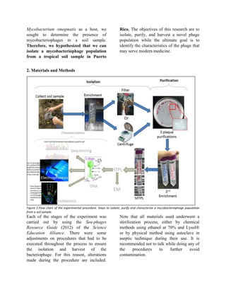 Mycobacterium smegmatis as a host, we
sought to determine the presence of
mycobacteriophages in a soil sample.
Therefore, we hypothesized that we can
isolate a mycobacteriophage population
from a tropical soil sample in Puerto
Rico. The objectives of this research are to
isolate, purify, and harvest a novel phage
population while the ultimate goal is to
identify the characteristics of the phage that
may serve modern medicine.
2. Materials and Methods
Figure 1.Flow chart of the experimental procedure. Steps to isolate, purify and characterize a mycobacteriophage population
from a soil sample.
Each of the stages of the experiment was
carried out by using the Sea-phages
Resource Guide (2012) of the Science
Education Alliance. There were some
adjustments on procedures that had to be
executed throughout the process to ensure
the isolation and harvest of the
bacteriophage. For this reason, alterations
made during the procedure are included.
Note that all materials used underwent a
sterilization process, either by chemical
methods using ethanol at 70% and Lysol®
or by physical method using autoclave in
aseptic technique during their use. It is
recommended not to talk while doing any of
the procedures to further avoid
contamination.
 