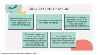 OÍDO EXTERNO Y MEDIO
El manubrio (mango del
martillo) está unido a la
parte posterior de la
membrana timpánica.
Su cabeza se articula con
la cabeza del estribo.
Su base está unida por un
ligamento anular a las
paredes de la ventana
oval que marca el
comienzo del oído interno.
El músculo tensor, su
contracción, tira del
manubrio del martillo
medialmente y disminuye
las vibracionesde la
membrana timpánica.
La contracción del
músculo estapedio tira de
la base del estribo hacia
fuera de la ventana oval.
Ganong WF. Fisiologia medica. Manual Moderno; 2006.
 