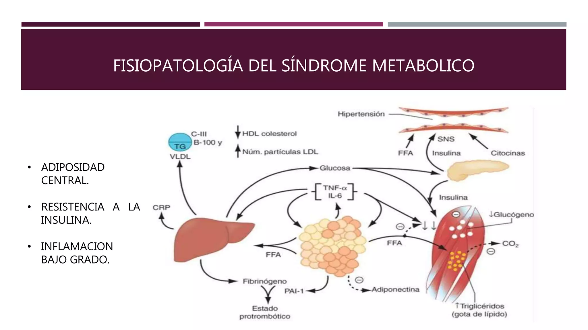 2 fisiopatología del síndrome metabolico | PPTX