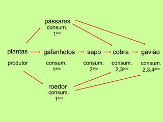 plantas gafanhotos sapo cobra gavião
produtor consum.
1ário
consum.
2ário
consum.
2,3ário
consum.
2,3,4ário
pássaros
consum.
1ário
roedor
consum.
1ário
 