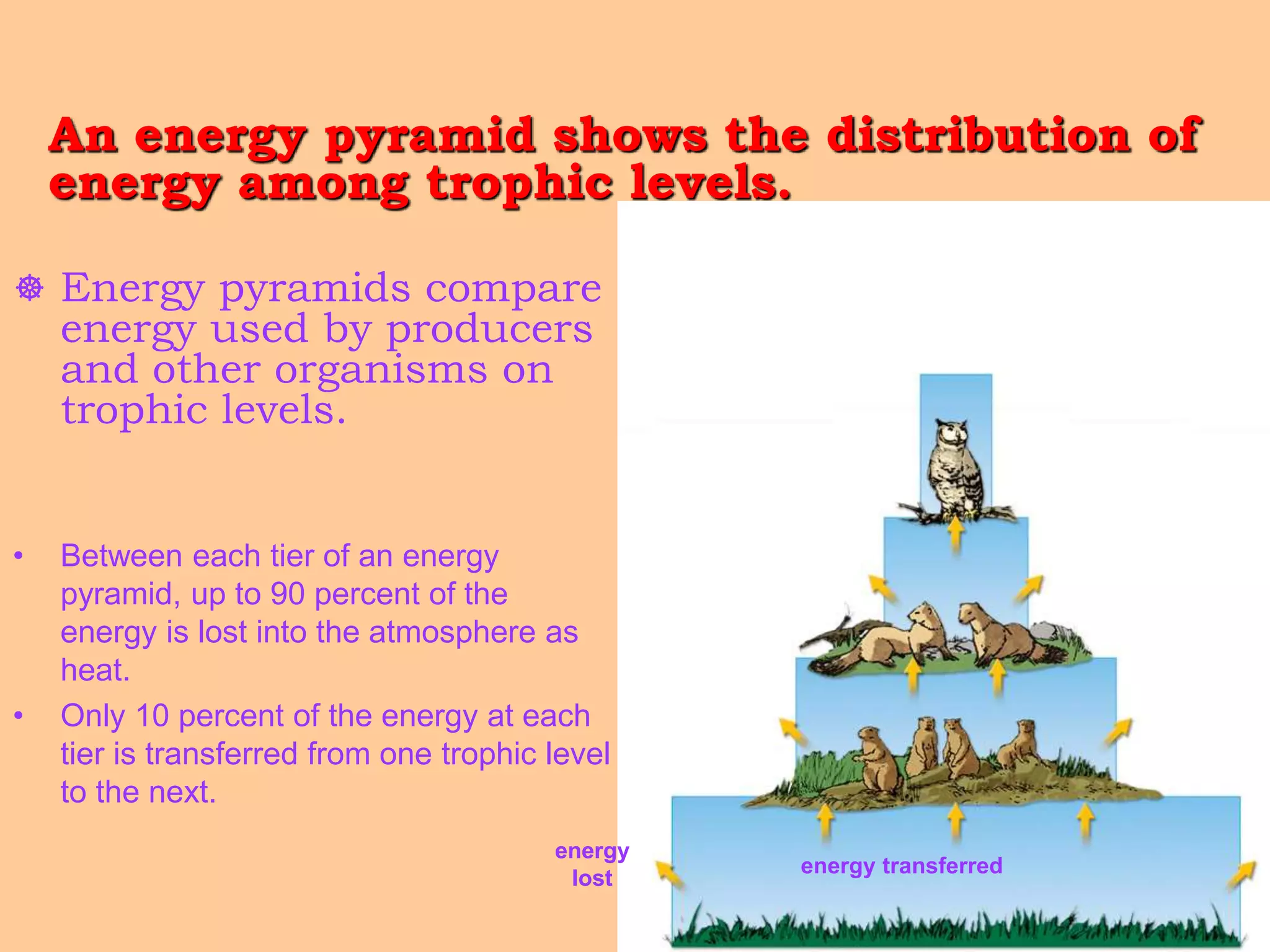 2 food chains in ecosystem | PPT