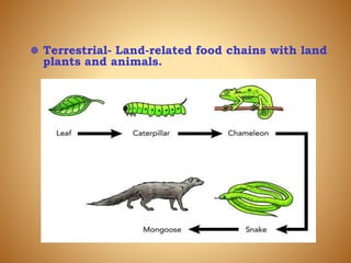 land food chains