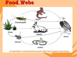 Wed Chain 2 food chains in ecosystem | PPTX