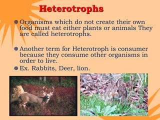 2 food chains in ecosystem | PPTX