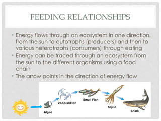 Understanding Food Chains, Food Webs, and Trophic Levels in Ecosystems ...