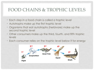 Understanding Food Chains, Food Webs, and Trophic Levels in Ecosystems ...