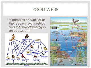 Understanding Food Chains, Food Webs, and Trophic Levels in Ecosystems ...