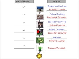 Understanding Food Chains, Food Webs, and Trophic Levels in Ecosystems ...