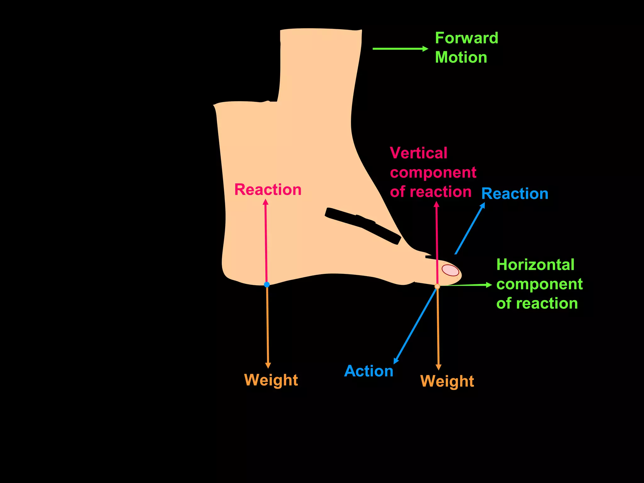 Reaction
Action
Weight
Vertical
component
of reaction
Horizontal
component
of reaction
Reaction
Weight
Forward
Motion
 