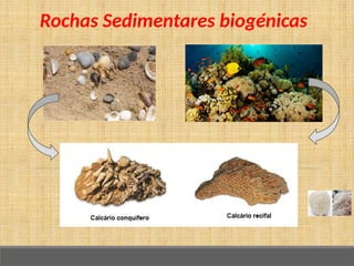 Rochas Sedimentares biogénicas
 