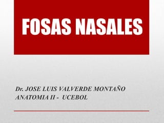FOSAS NASALES
Dr. JOSE LUIS VALVERDE MONTAÑO
ANATOMIA II - UCEBOL
 