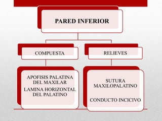 PARED INFERIOR
COMPUESTA
APOFISIS PALATINA
DEL MAXILAR
LAMINA HORIZONTAL
DEL PALATINO
RELIEVES
SUTURA
MAXILOPALATINO
CONDUCTO INCICIVO
 