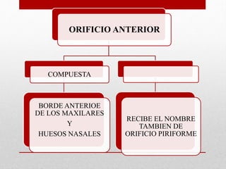 ORIFICIO ANTERIOR
COMPUESTA
BORDE ANTERIOE
DE LOS MAXILARES
Y
HUESOS NASALES
RECIBE EL NOMBRE
TAMBIEN DE
ORIFICIO PIRIFORME
 