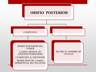 ORIFIO POSTERIOR
COMPUESTA
BORDE POSTERIOR DEL
VOMER
LAMINA MEDIAL DE
APOFISIS PTERIGOIDES
CUERPO DEL H. ESFENOIDE
BORDE POST DE LAMINA
HORIZONTAL DEL PALATINO
RECIBE EL NOMBRE DE
COANAS
 