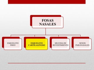 FOSAS
NASALES
ESQUELETO
OSEO
ESQUELETO
CARTILAGINOSO
MUCOSA DE
REVESTIMIENTO
SENOS
PARANASALES
 