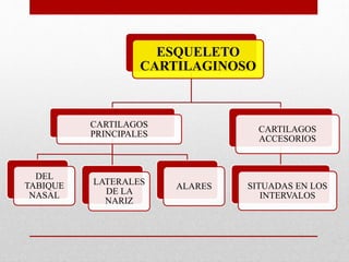 ESQUELETO
CARTILAGINOSO
CARTILAGOS
PRINCIPALES
DEL
TABIQUE
NASAL
LATERALES
DE LA
NARIZ
ALARES
CARTILAGOS
ACCESORIOS
SITUADAS EN LOS
INTERVALOS
 